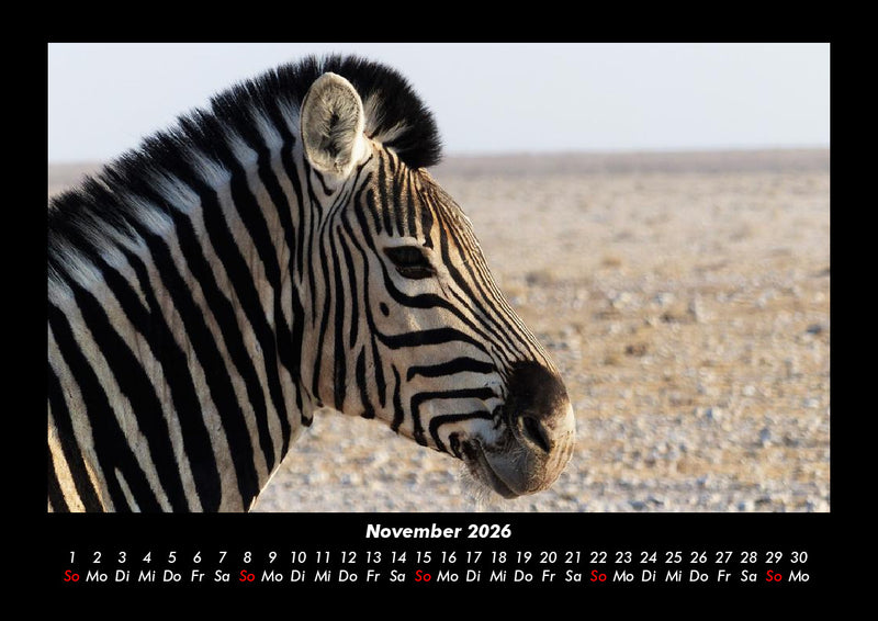 Zebrazauber Fotokalender 2026 - 11