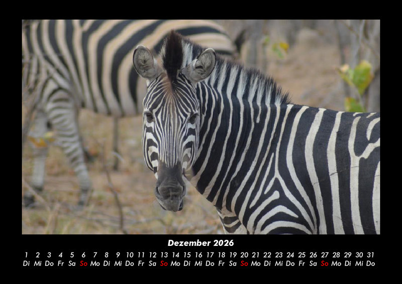 Zebrazauber Fotokalender 2026 - 12