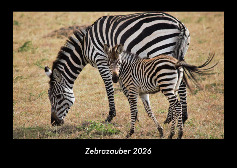 Zebrazauber Fotokalender 2026 - Hauptbild