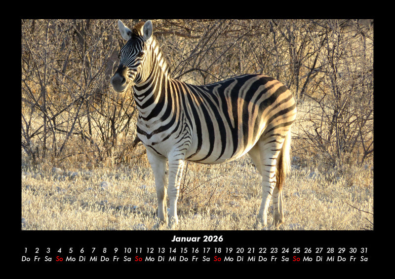 Zebrazauber Fotokalender 2026 - 1