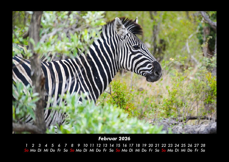 Zebrazauber Fotokalender 2026 - 2