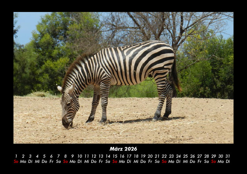 Zebrazauber Fotokalender 2026 - 3