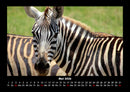 Zebrazauber Fotokalender 2026 - 5