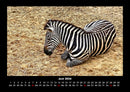 Zebrazauber Fotokalender 2026 - 6
