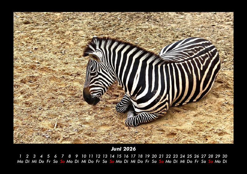 Zebrazauber Fotokalender 2026 - 6