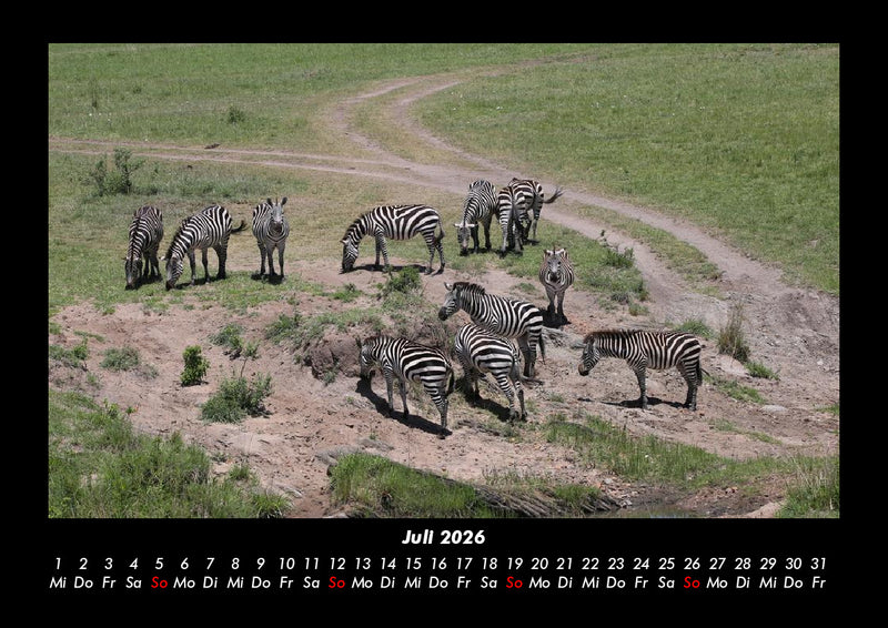 Zebrazauber Fotokalender 2026 - 7
