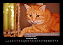 Katzen Fotokalender 2026 - 11