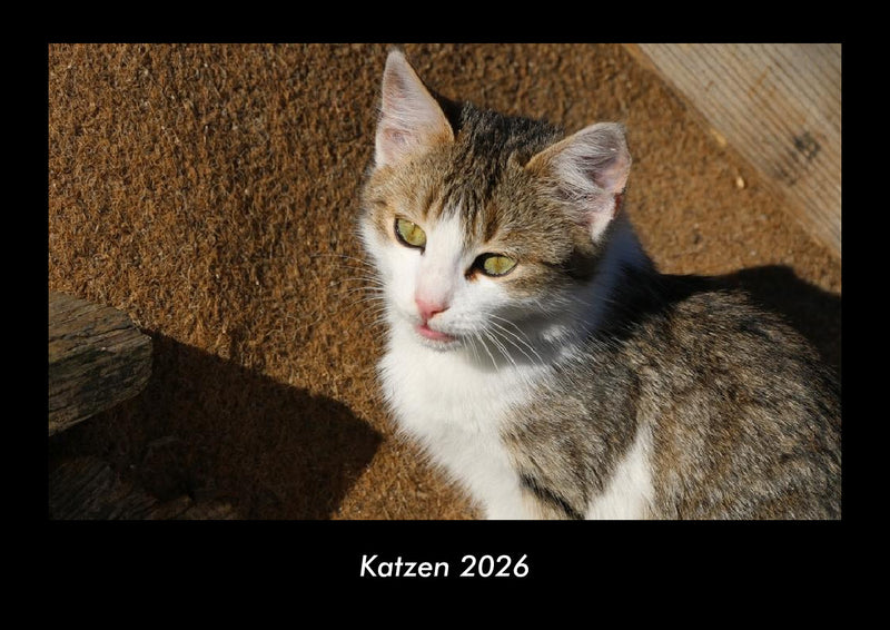 Katzen Fotokalender 2026 - Hauptbild