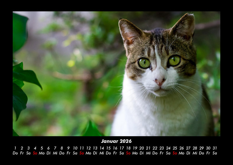 Katzen Fotokalender 2026 - 1