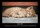 Katzen Fotokalender 2026 - 2