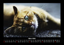 Katzen Fotokalender 2026 - 3