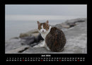 Katzen Fotokalender 2026 - 6
