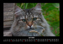 Katzen Fotokalender 2026 - 7