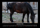 Pferdegeflüster Fotokalender 2026 - 9
