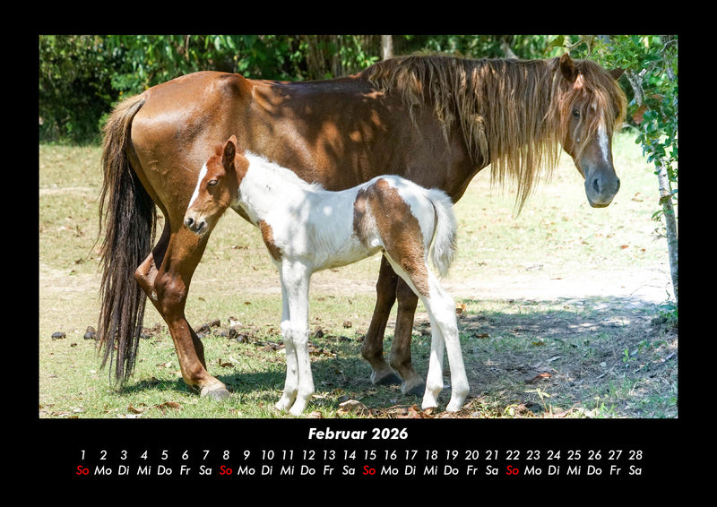 Pferdegeflüster Fotokalender 2026 - 2