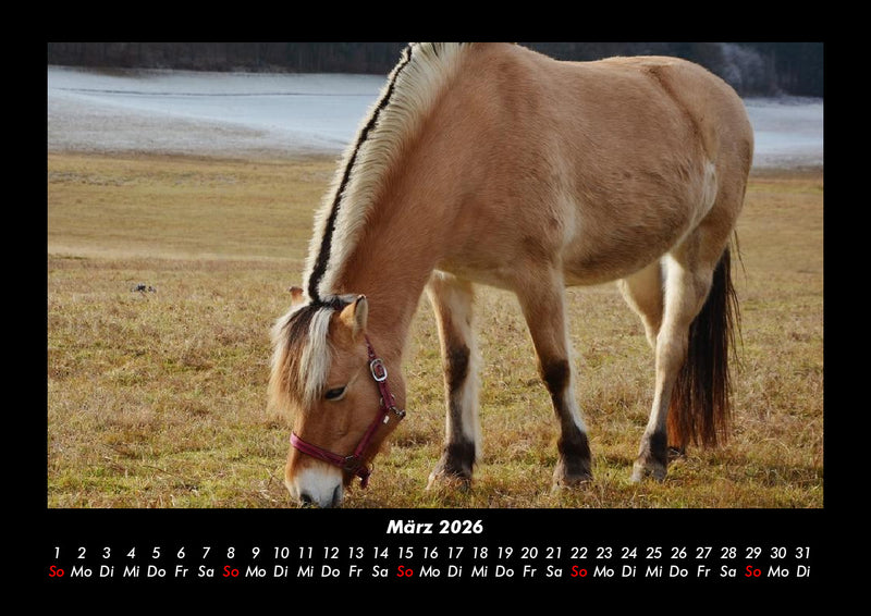 Pferdegeflüster Fotokalender 2026 - 3
