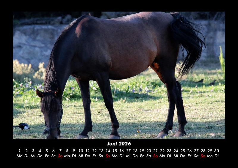 Pferdegeflüster Fotokalender 2026 - 6