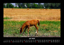 Pferdegeflüster Fotokalender 2026 - 7
