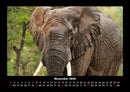 Elefanten Fotokalender 2026 - 11