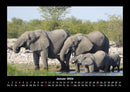 Elefanten Fotokalender 2026 - 1
