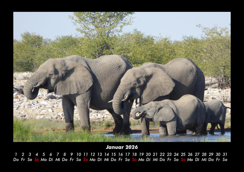 Elefanten Fotokalender 2026 - 1