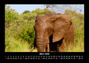 Elefanten Fotokalender 2026 - 3
