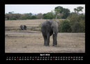 Elefanten Fotokalender 2026 - 4