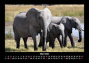Elefanten Fotokalender 2026 - 5