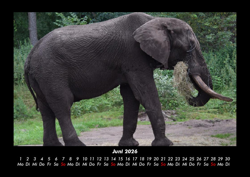Elefanten Fotokalender 2026 - 6