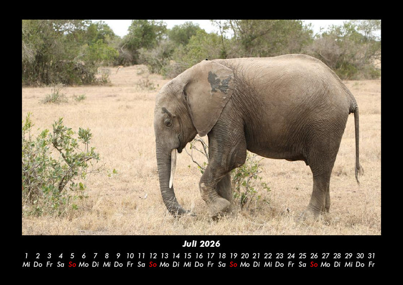 Elefanten Fotokalender 2026 - 7