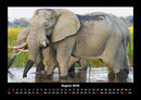 Elefanten Fotokalender 2026 - 8