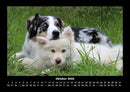 Hunde Kalender Fotokalender 2026 - 10