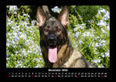 Hunde Kalender Fotokalender 2026 - 11