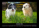 Hunde Kalender Fotokalender 2026 - 12