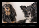 Hunde Kalender Fotokalender 2026 - 1