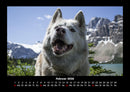 Hunde Kalender Fotokalender 2026 - 2