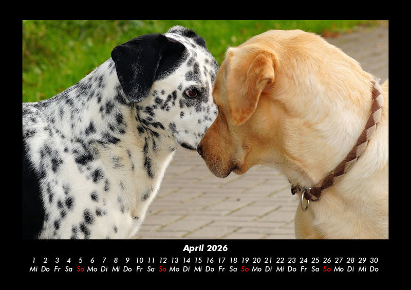 Hunde Kalender Fotokalender 2026 - 4