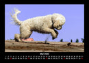 Hunde Kalender Fotokalender 2026 - 5