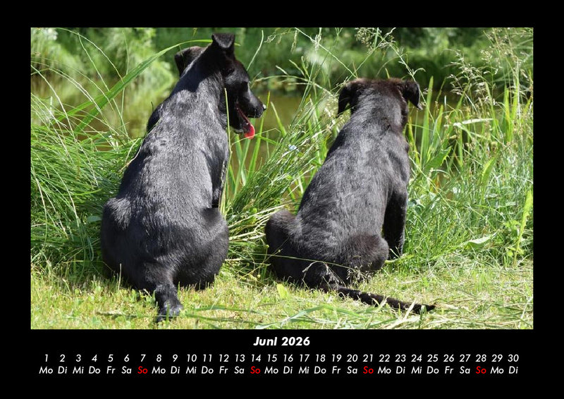 Hunde Kalender Fotokalender 2026 - 6