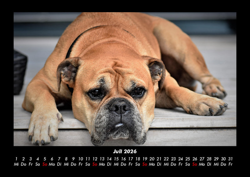 Hunde Kalender Fotokalender 2026 - 7