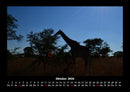 Giraffen Fotokalender 2026 - 10