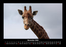Giraffen Fotokalender 2026 - 11
