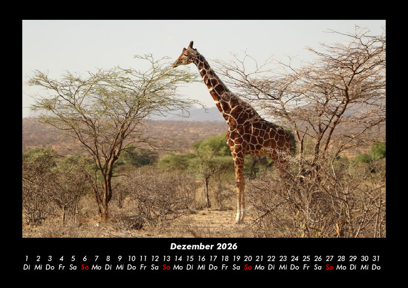 Giraffen Fotokalender 2026 - 12