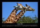 Giraffen Fotokalender 2026 - 1