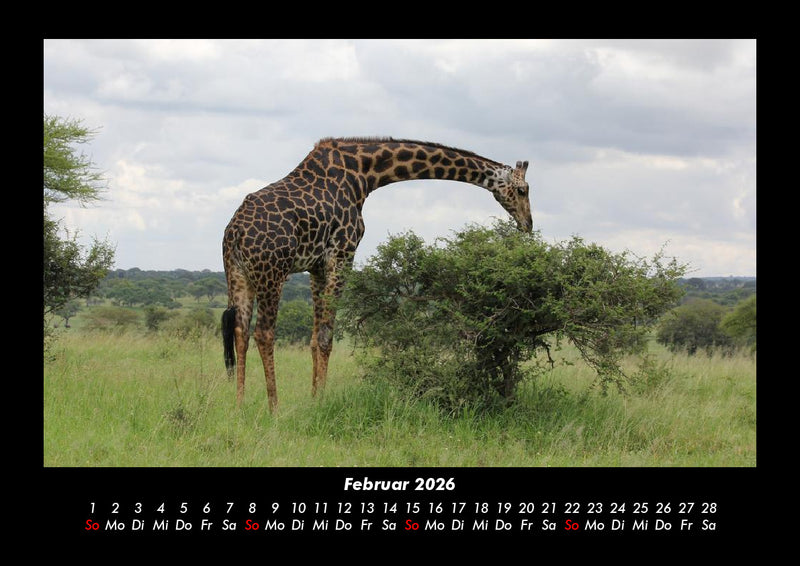 Giraffen Fotokalender 2026 - 2