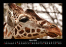 Giraffen Fotokalender 2026 - 3