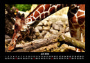 Giraffen Fotokalender 2026 - 7