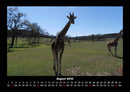 Giraffen Fotokalender 2026 - 8