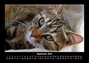 Für Katzenfreunde Fotokalender 2026 - 9