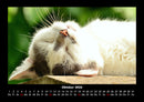 Für Katzenfreunde Fotokalender 2026 - 10
